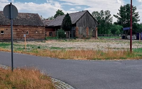 Miłoraz, 10.06.2023, Ležownosć prědku je hižo zrunana, za twarskimi płotami maja so čwaki dalšich ležownosćow dozrunać. Foto: Christiana Piniekowa